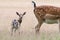 Young fallow deer and mother in meadow