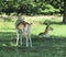 Young Fallow Deer in Richmond Park ,Richmond upon Thames Greater London