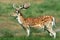 A young Fallow Deer Stag (Dama dama).