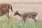 Young fallow deer walking behind its mother