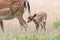 Young fallow deer walking behind mother