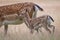 Young fallow deer walking with mother