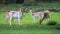 Young fallow deer in a wildlife park