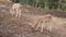 Young fallow deers