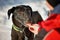 Young family pet dog receiving a treat from hand in the shelter