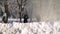 A young family walks through the snow-covered mountain forest. They stand under a tree and shake snow off a tree. They