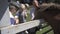 A young family with young children shows the children of ponies grazing in the paddock. Mom and dad teach kids to feed