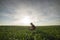 A young farmer examines planted young wheat