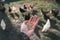 Young farmer feeding a chicken. Small sustainable farm. Detail of hands with feed for poultry. Feeding time.