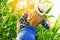 Young farmer girl on corn field.