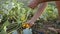 Young farmer harvesting a bush pumpkin in wood box at field of organic farm.