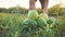 Young farmer harvesting watermelon crop at field of organic farm.