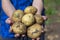 A young farmer holds fresh organic potatoes in his hands. Harvesting, farming and farming in rural areas