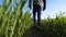 Young farmer inspects fresh corn plantation in the field in the morning