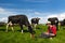 Young farmer with laptop in field with cows