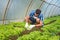 Young farmer man checking crops of the salad vegetable in his greenhouse to be sure that he is providing high quality of fresh hea