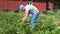 Young farmer man gather colorado beetle larvae. 4K