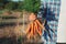 Young Farmer Man staying and Holding bunch harvested Fresh Carrot in Garden. Natural Organic Bio Vegetables. Country Village agric