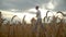 A young farmer with a notepad in his hand walks through a wheat field out of focus.