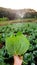 Young farmer observing some charts vegetable filed in mobile phone, Eco organic modern smart farm 4.0 technology concept, Agronomi