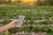 Young farmer observing some charts vegetable filed in mobile phone, Eco organic modern smart farm 4.0 technology concept, Agronomi