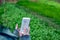 Young farmer observing some charts vegetable filed in mobile phone, Eco organic smart farm 4.0 technology concept, Agronomist in A