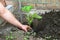 Young farmer plants tomato seedlings. Man\'s hand with a single seedling