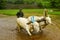 Young farmer plowing rice paddy field with a pair of oxen, near Lavasa