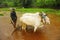 Young farmer plowing rice paddy field with a pair of oxen, near Lavasa