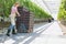 Young farmer pulling tomatoes in crate at greenhouse