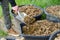 young farmer scoops up horse dung, manure, horse apples, in large bucket into scoop, shovel, agricultural, natural fertilizer for