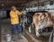 Young farmer showing milking machine in dairy facilities next to cows