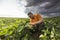 Young farmer in soybean fields