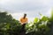 Young farmer in soybean fields