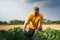 Young farmer in soybean fields