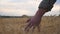 Young farmer walking through the barley field and stroking with arm golden ears of crop. Male hand moving over ripe