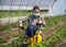 Young farmer wearing face mask using portable hand sprayer on young tomato plants in greenhouse