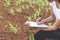 Young farmers are in the corn plantations, Female researchers are examining and taking notes in the corn seed field