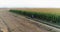 Young Farmers Discussing At Maize Field Agriculture