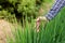 Young farmers touching a young rice in the paddy field.