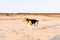 A young fat beagle walks along a sandy beach