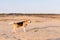 A young fat beagle walks along a sandy beach