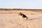 A young fat beagle walks along a sandy beach