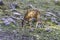 Young fawn (Cervus elaphus)