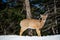 Young fawn deer gazing at the camera from atop a grassy hillside, its ears perked up in curiosity