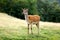 Young fawn deer on a meadow