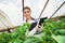 Young female agriculture engineer inspecting plant