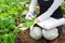 Young female agriculture engineer inspecting plants