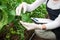 Young female agriculture engineer inspecting plants