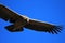 Young female andean condor flying close